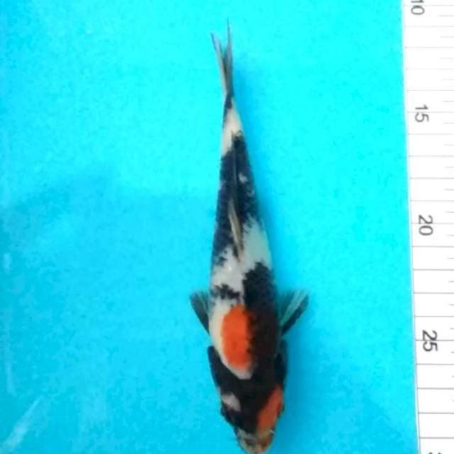 18cm