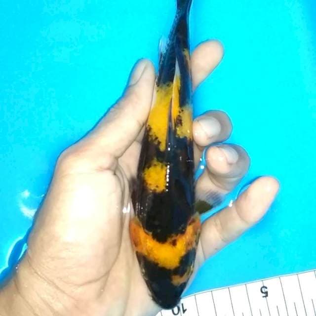 17cm