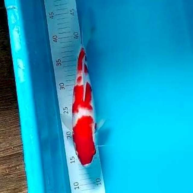 Kohaku 30cm