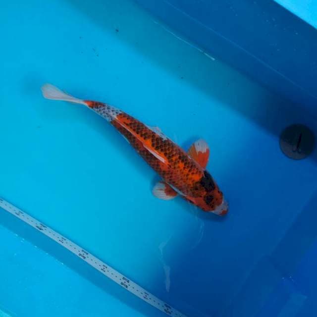 GOROMO 45cm
