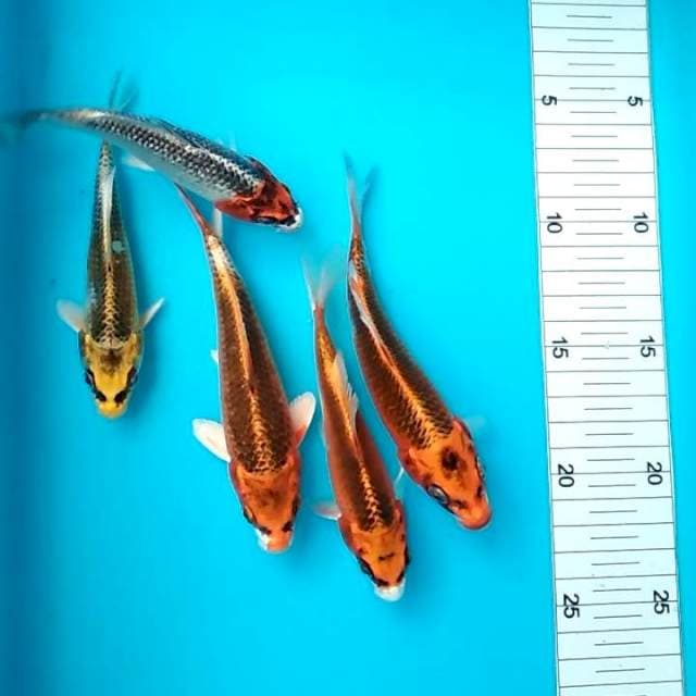 13-17cm 5 ekor