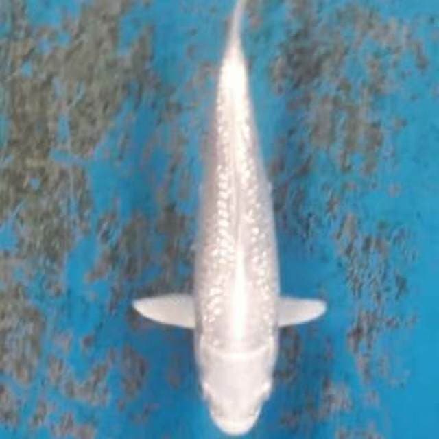Platinum ogon ginrin 18cm