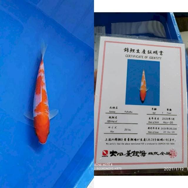 Kohaku Dainichi import serti