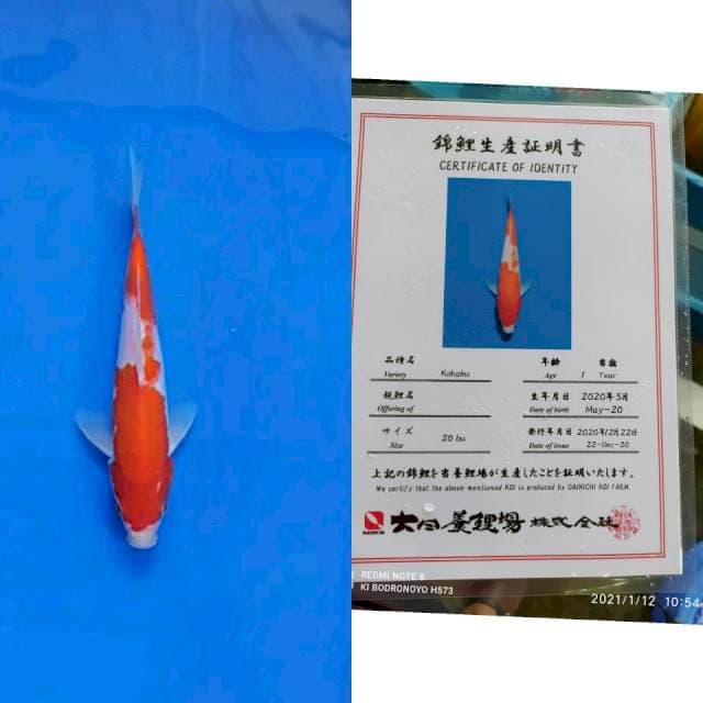 Kohaku dainichi import serti