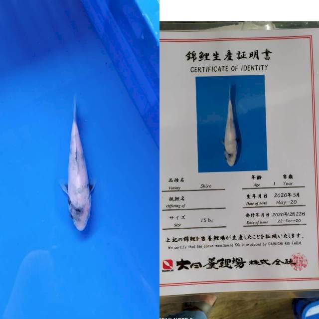 Shiro Dainichi import serti