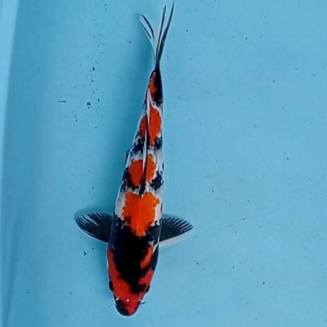 SHOWA SANSHOKU ORIGINAL SQ 30 CM