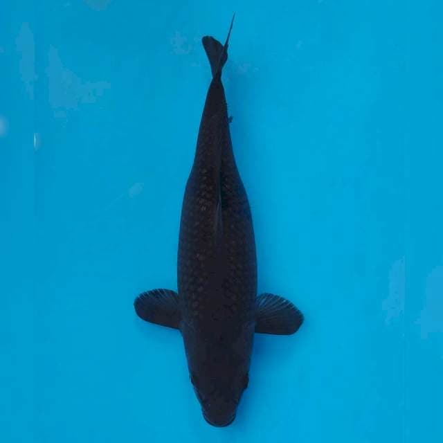Okawa Black Diamond