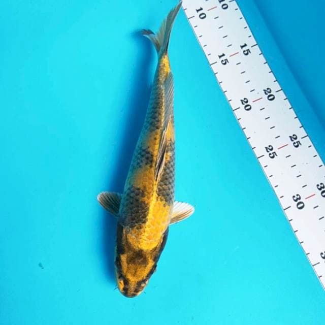 Kin utsuri 25cm