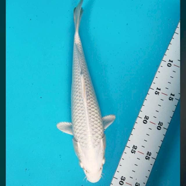 Platinum bersih 27cm