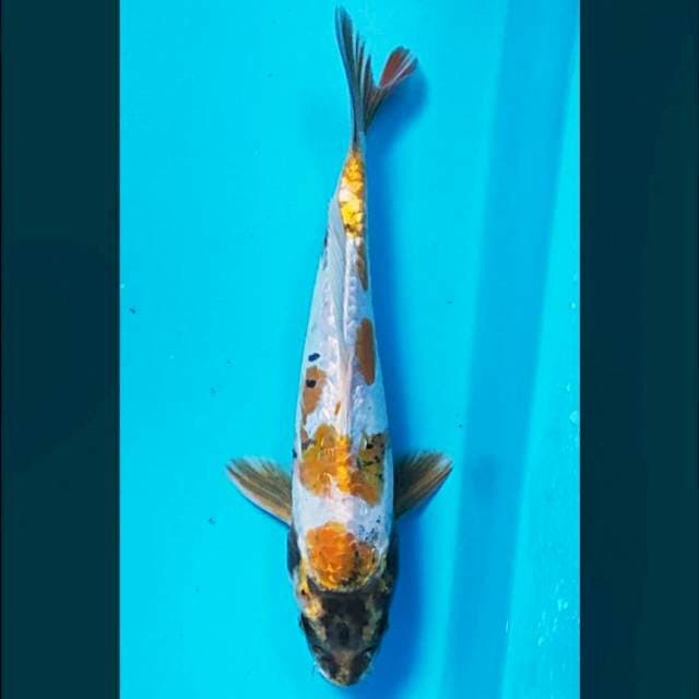 Kawari Aragoke ginrin 25cm male