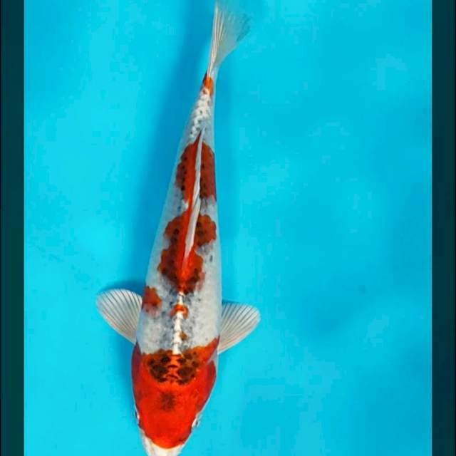 Strong kujaku 25cm male