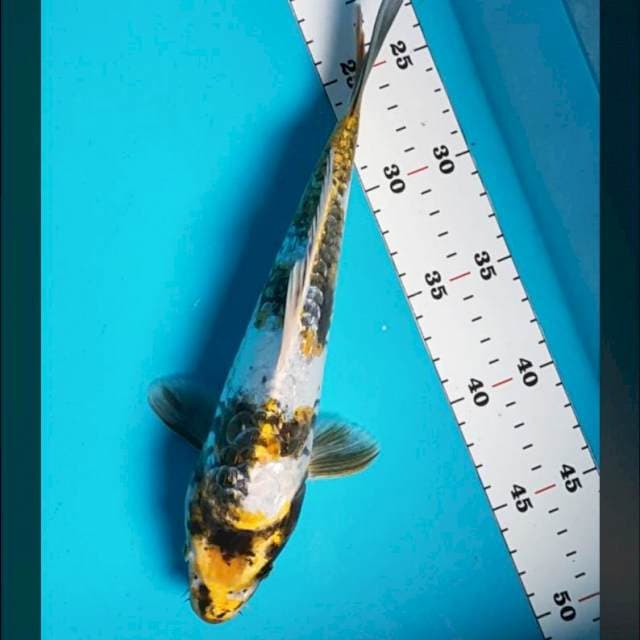 Antik kawari ginrin 27cm male
