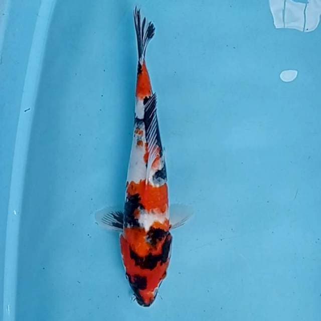 Showa sanshoku bahan keeping 35 cm
