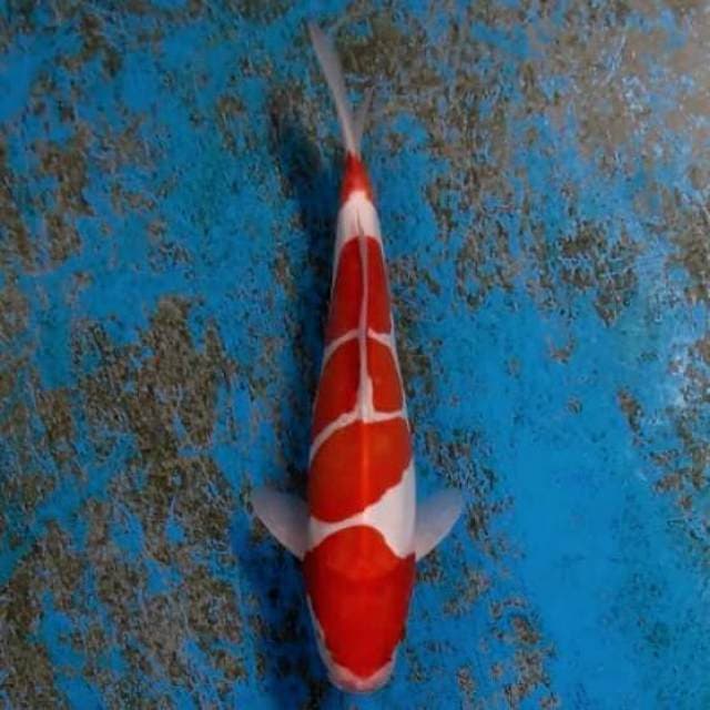 5 step merah merona 27cm doitsu