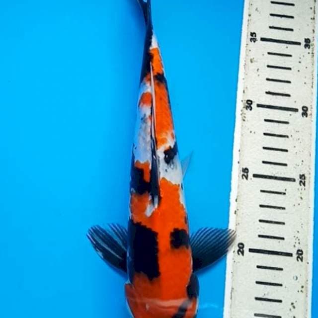 HI SHOWA 28 Cm, JANTAN