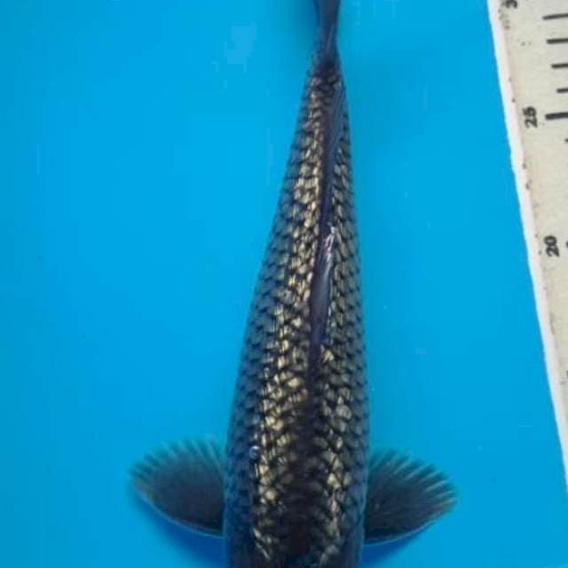 SORAGOI GINRIN 30 Cm,JANTAN