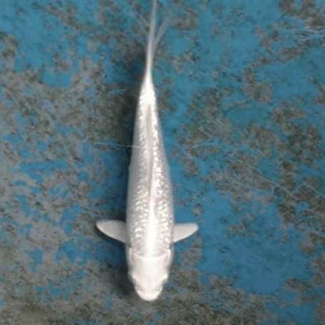 Platinum ogon ginrin 18cm