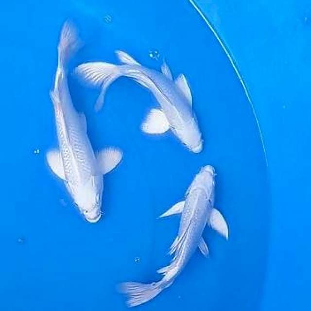 Kumpay platinum 20-22cm