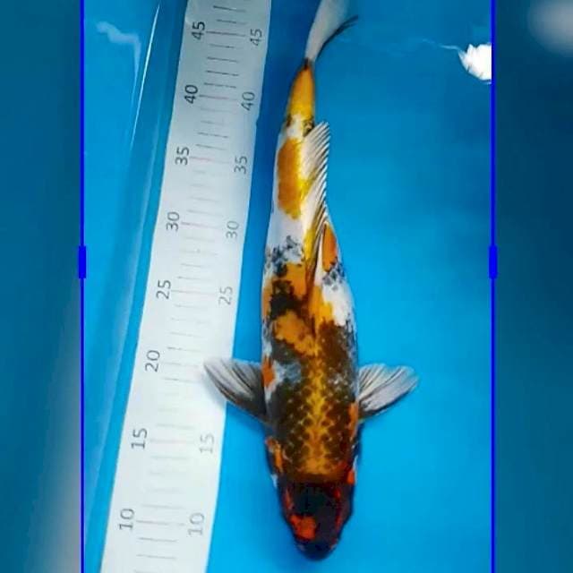 Kin showa 40cm