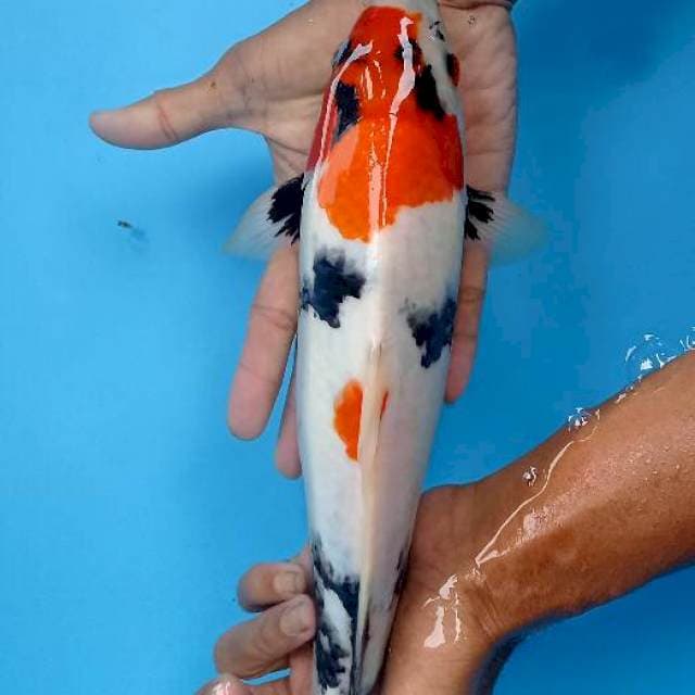 Showa 34 cm