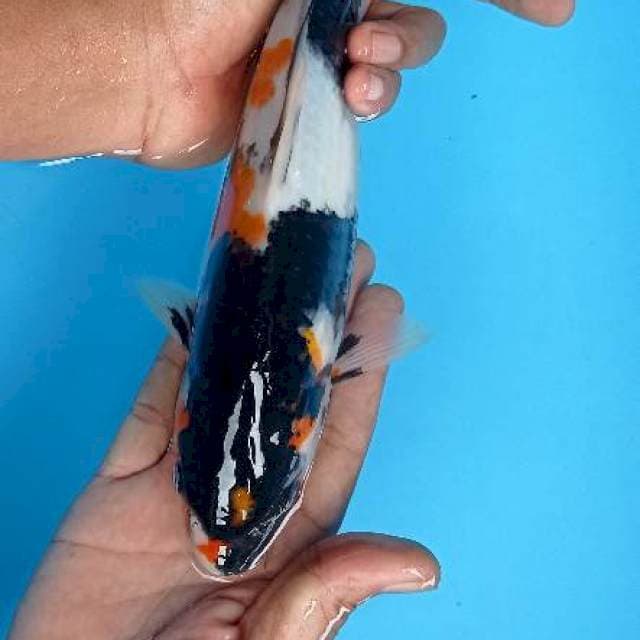 Showa 29 cm