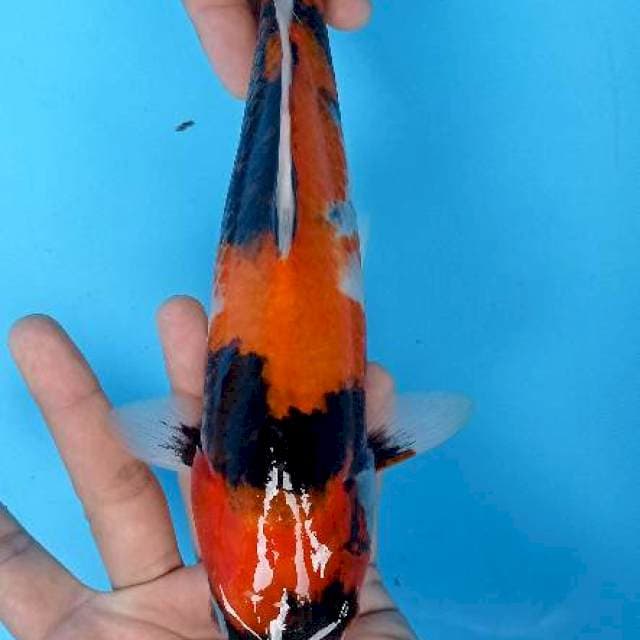 Hishowa 30 cm