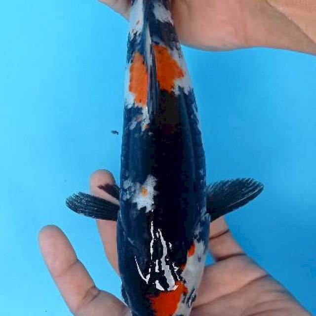 Showa 30 cm