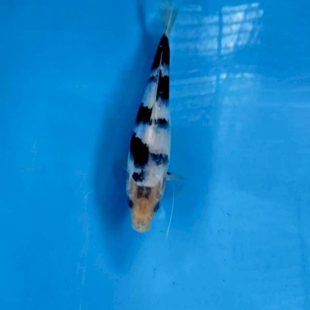 Shiro Original 24 cm
