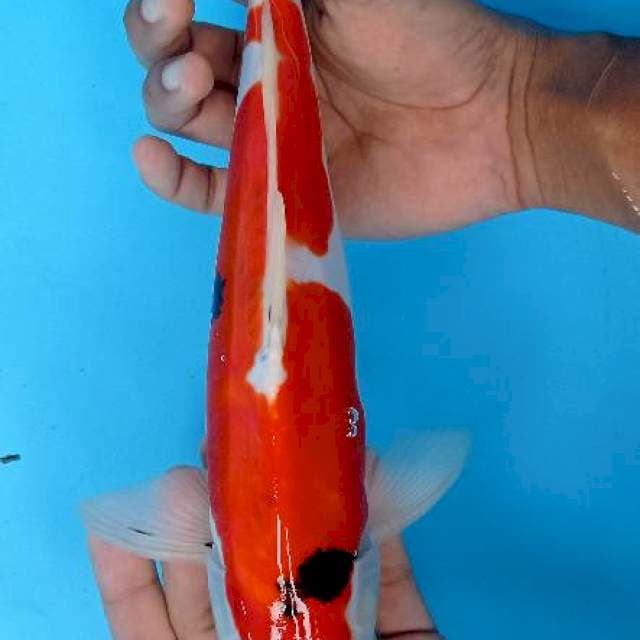 Sanke doitsu 30cm