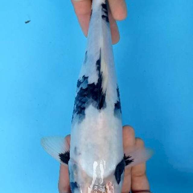 Shiro 30cm