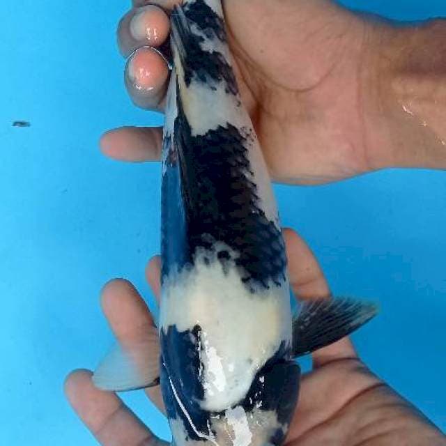 Shiro 30 cm