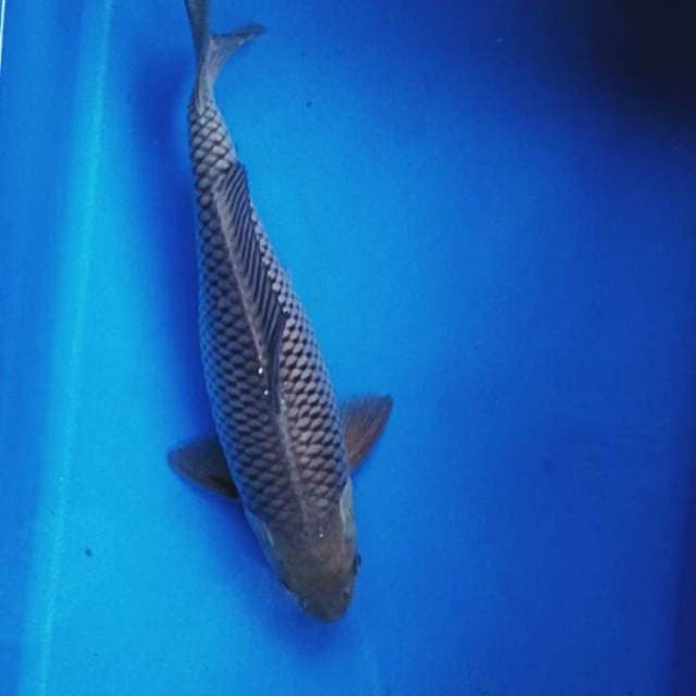 Soragoi 28cm male