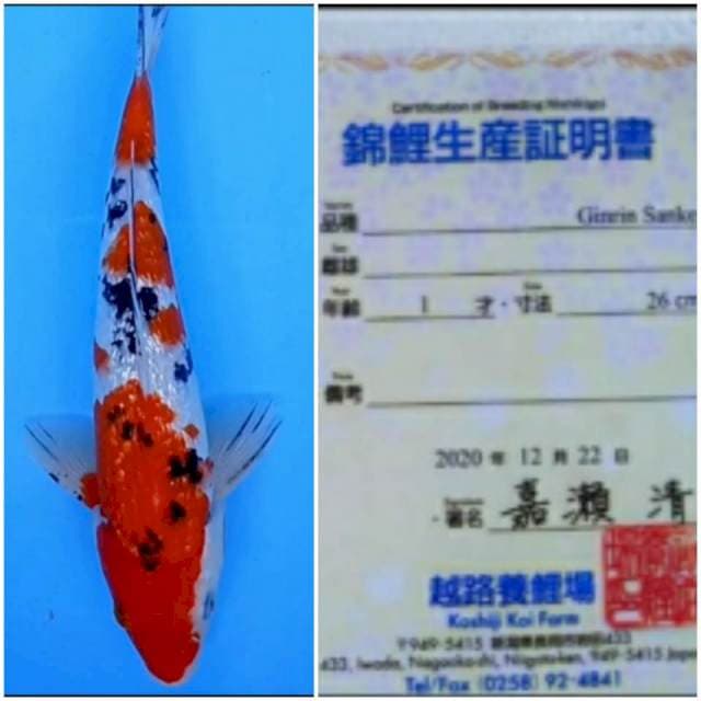 Sanke Ginrin Impor Koshiji Farm 30bu