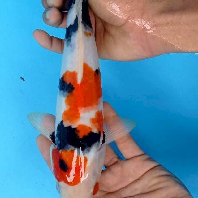 Showa 30 cm