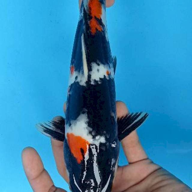 Showa 30 cm