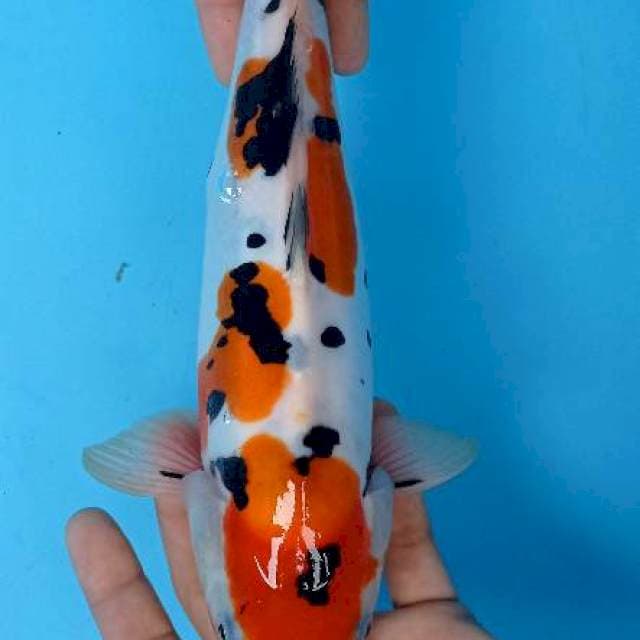Sanke doitsu 35 cm
