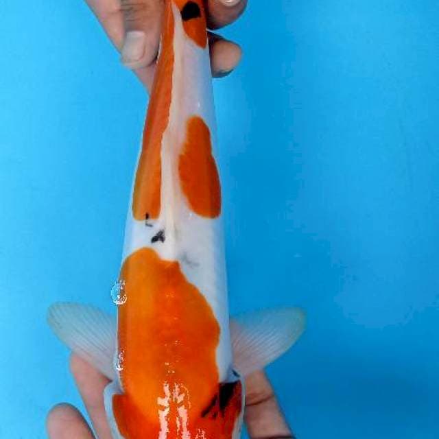 Sanke 35 cm