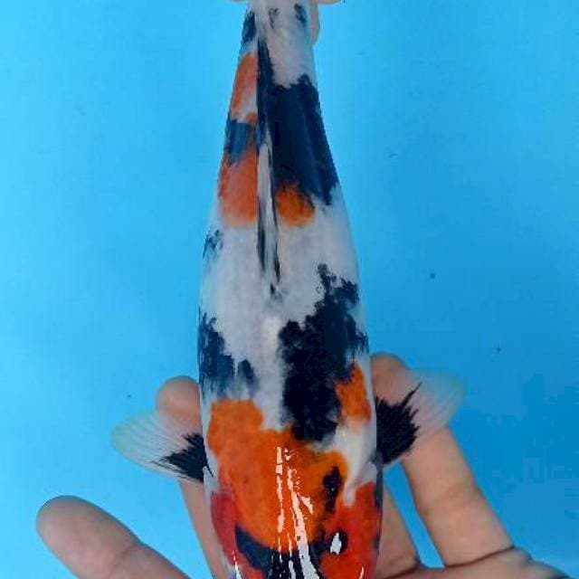 Showa 25 cm