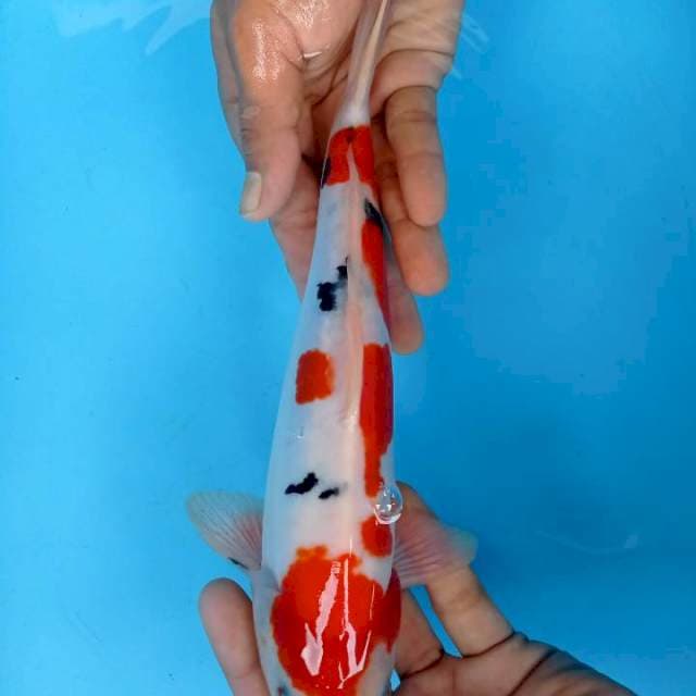 Sanke 30 cm