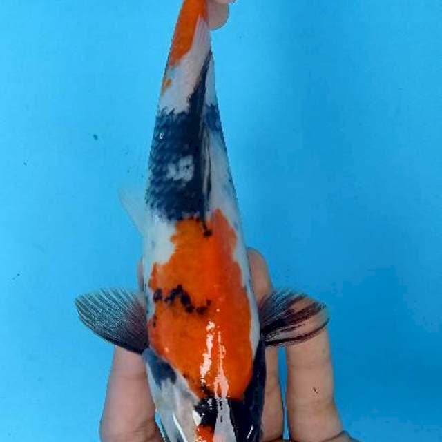 Showa 25 cm