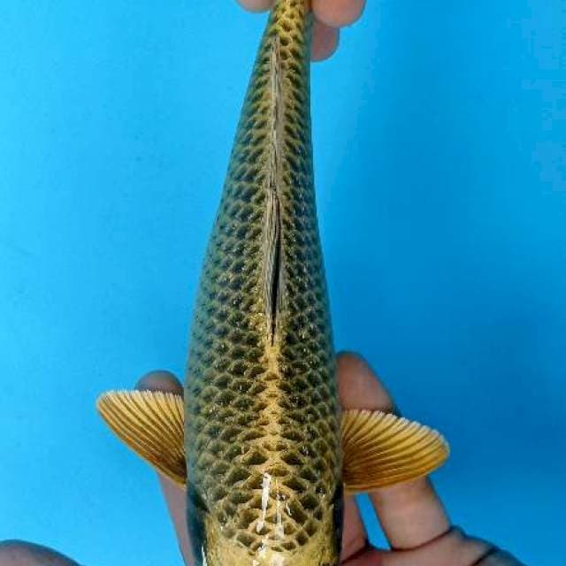 Matsuba 25 cm