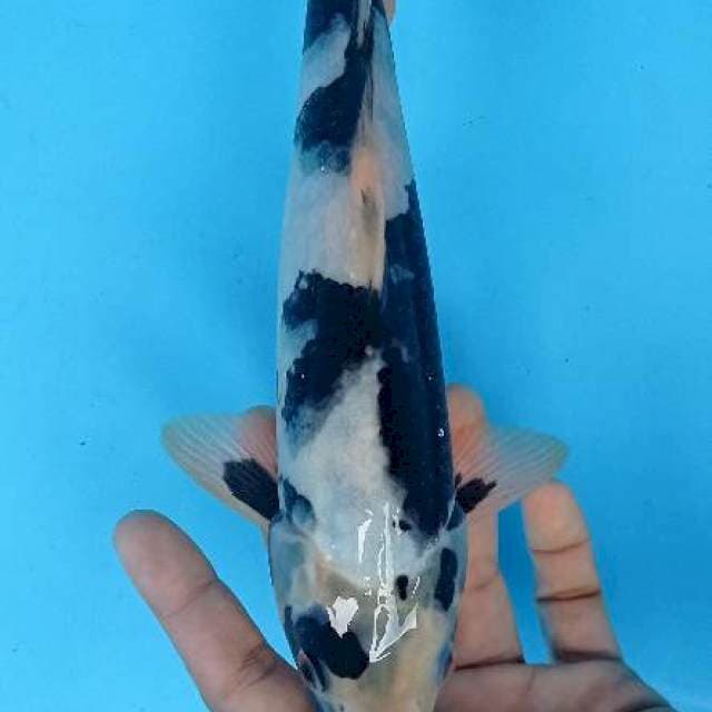 Shiro 30 cm