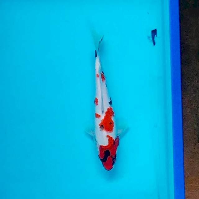 Kindai showa 25cm