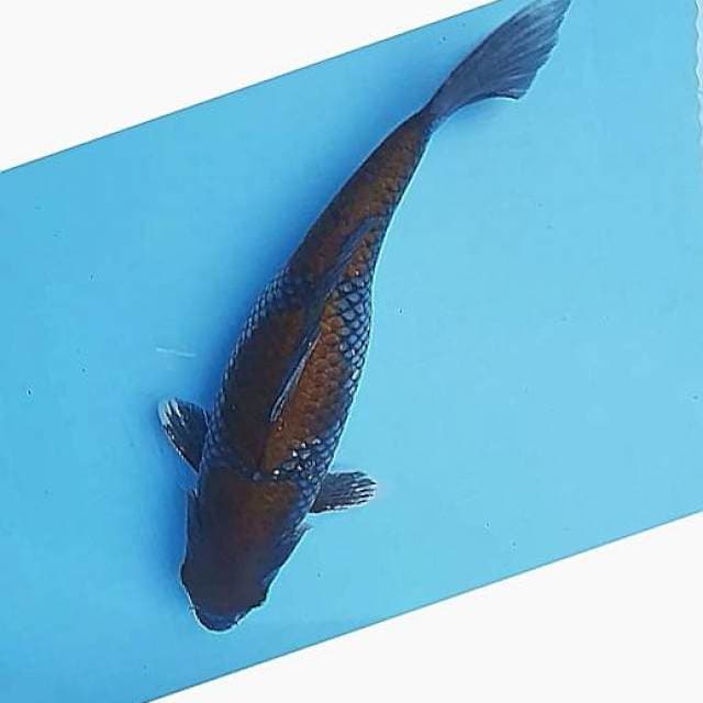 Ochiba 34cm