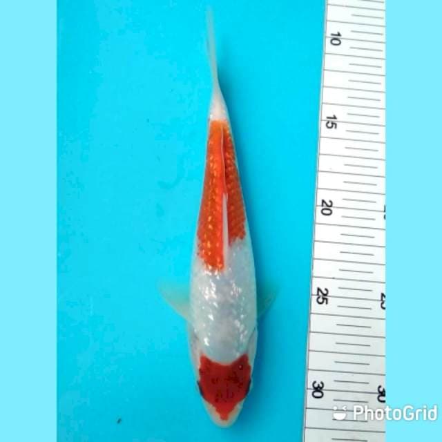 Kohaku ginrin 22cm
