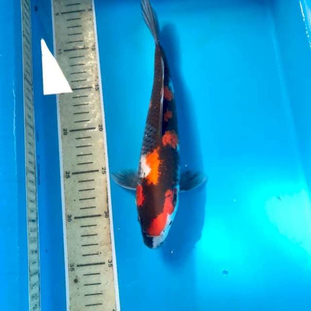 Showa, 28 cm