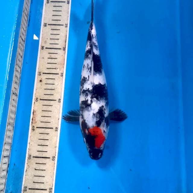 Tancho Showa, 30 cm