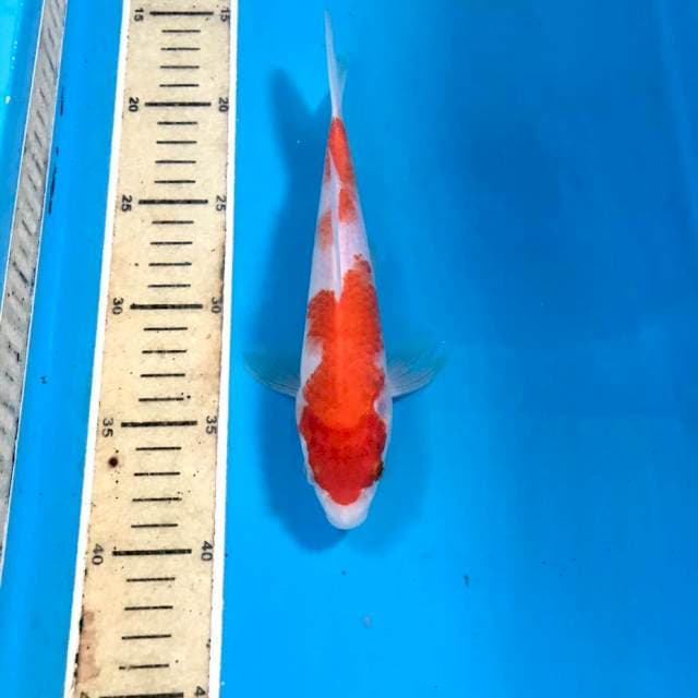 Kohaku, 22 cm