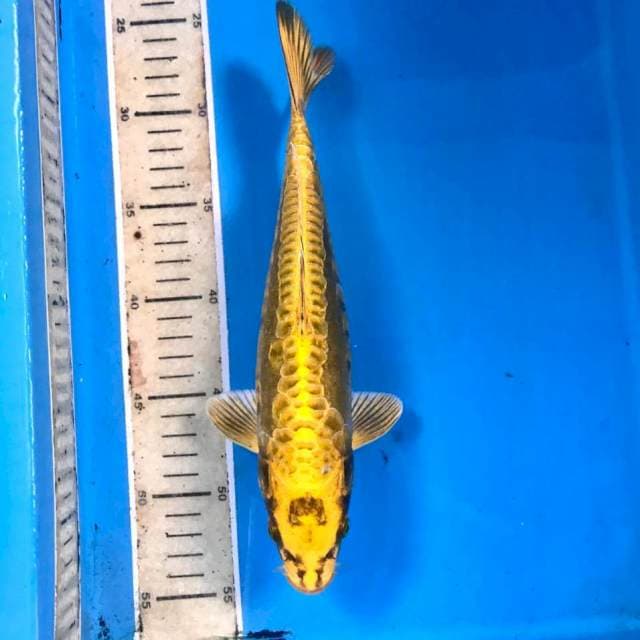 Kikokuryu, 27 cm