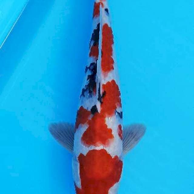 Sanke bunga red strong 30cm